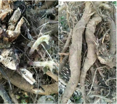 承千年文化  扬中医德馨 权威医学最具影响力人物---夏孔彪