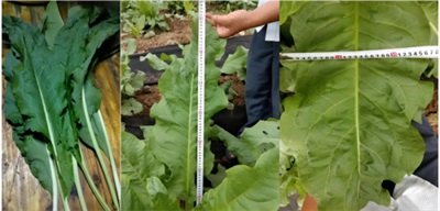 孔岩：以“三农”论述为引，拓富硒食叶草产业新途