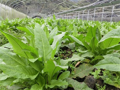 孔岩：以“三农”论述为引，拓富硒食叶草产业新途