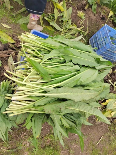 孔岩：以“三农”论述为引，拓富硒食叶草产业新途