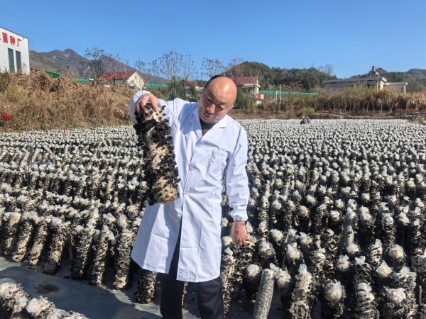 好菇也怕巷子深！“蘑菇大王”丁伦保的期盼